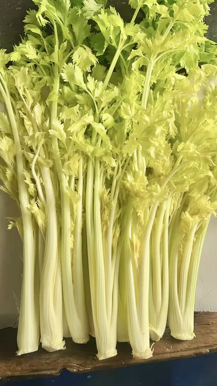 【桂河芹菜臻品芹菜芯4斤】山东省寿光市特产净菜凉拌