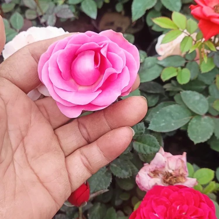 耐寒浓香中花玫瑰花苗带花苞四季开花不断阳台庭院盆栽拍一发五
