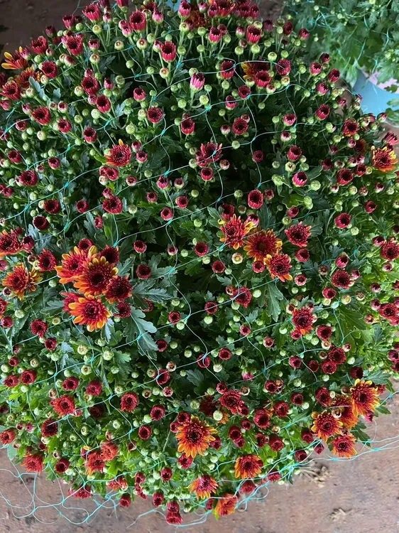 千头菊【橙色光辉】多年生宿根花卉，耐高温耐低温。好养好活。