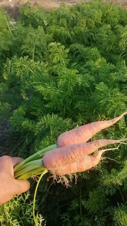 上固本地露天农家新鲜红萝卜现挖拔现发时令鲜嫩蔬菜