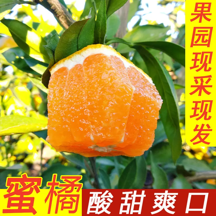 丹江口武当蜜桔特早熟桔子新鲜薄皮橘子成熟水果包邮吕伟酸甜蜜橘