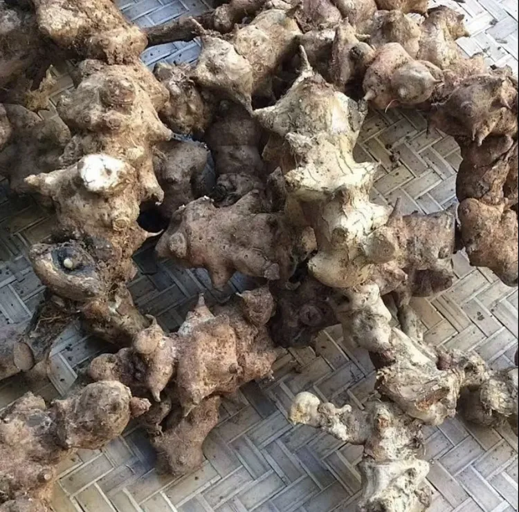 深山现挖//金刚藤//根部//煮水//大自然//生鲜//切片