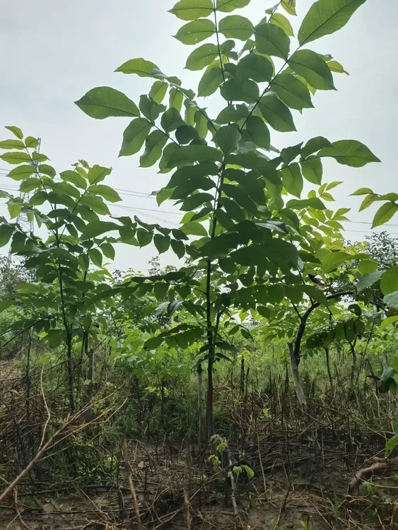 多楞麻核桃树苗满城独家发售