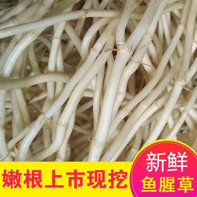 当农现挖新鲜鱼腥草蔬菜折耳根节节根脆嫩可凉拌晒干炒肉