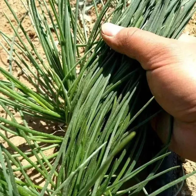 【沙葱种子】 沙葱种子耐旱四季韭葱香葱盆栽阳台蔬菜种子内蒙商品图