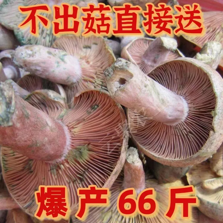 【1088人好评】野生乌纵菌原种菌包 菌种家种 黄枞菌 松纵菌松菇人