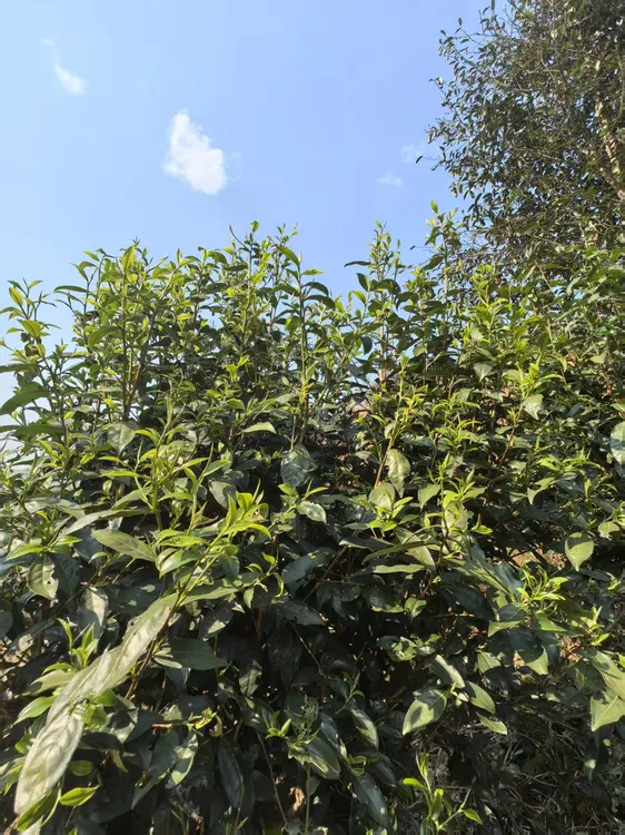 【口粮首选】25年景迈山头采野放茶，古茶工艺制作，汤水含香，花香型