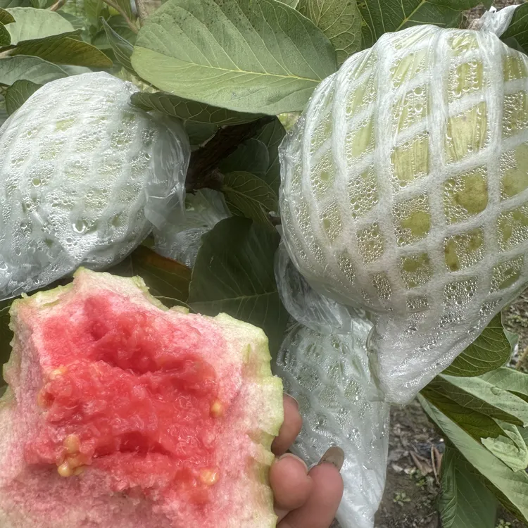 云南红宝石老树番石榴当季新鲜低糖收到会很新鲜