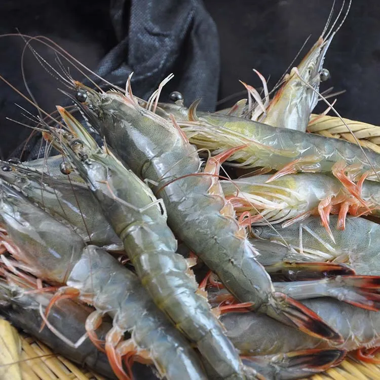 【林记鑫鲜】渤海湾大对虾冷冻明虾海捕新鲜