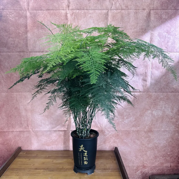 Z文竹盆栽植物室内客厅办公室绿植花卉桌面小盆景好养四季常青