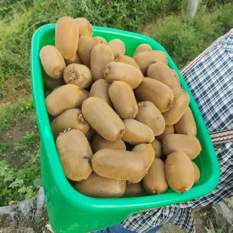 贵州修文贵长猕猴桃单果70g - 90g中果新鲜香甜多汁