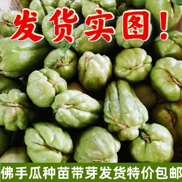云南佛手瓜带芽发货新鲜青皮老瓜苗龙须瓜种当季蔬菜可种