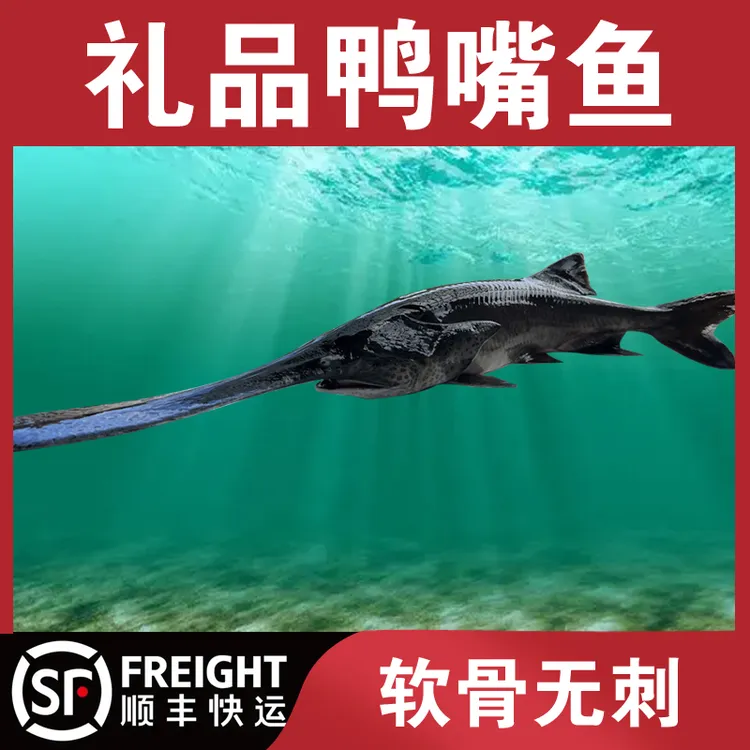 鄂野珍品顺丰活鱼到家高档礼品鸭嘴鱼无鳞无刺软骨鱼送礼观赏鸭嘴
