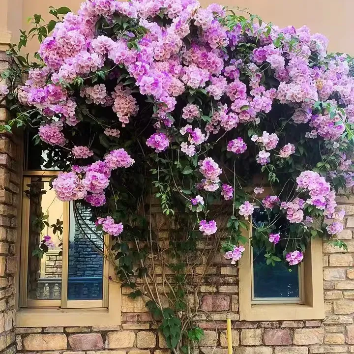 凌霄花粉色凌霄花大苗盆栽爬藤花卉植物开花多阳台庭院四季攀援浓
