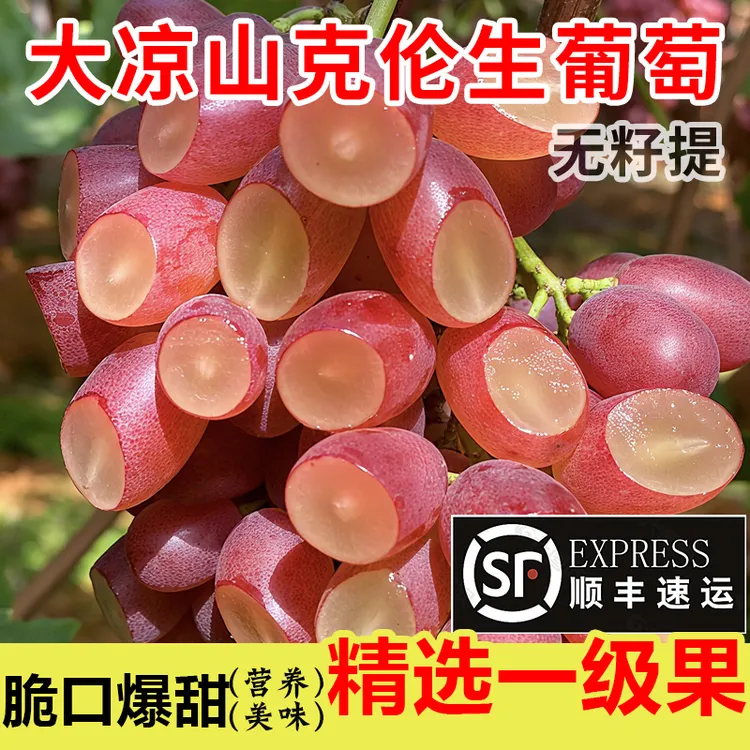 正宗大凉山克伦生无籽葡萄红提子新鲜批发应季水果脆甜顺丰小糖豆