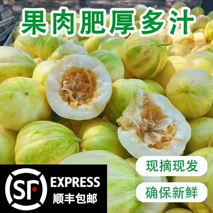 东北香瓜齐齐哈尔依安县大地现摘现发正宗原产地白糖罐香瓜