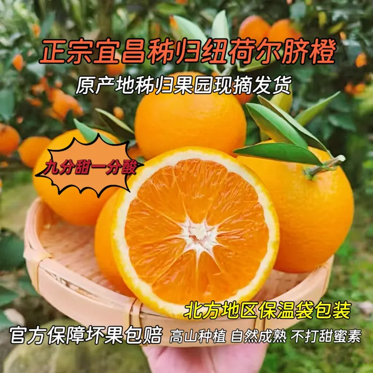 宜昌脐橙宜昌纽荷尔脐橙秭归脐橙新鲜甜橙多汁水果现摘秭归直发