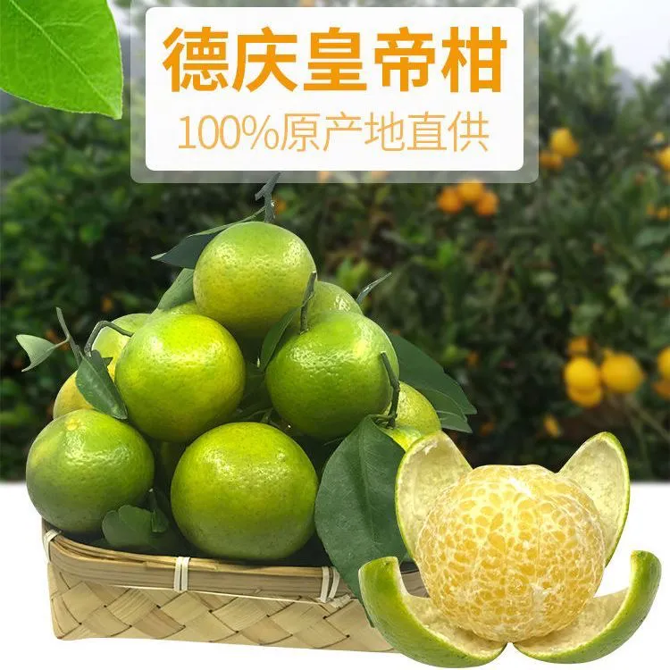 【山地老树果】广东德庆皇帝柑贡柑新鲜应季10斤礼盒装箱现摘现发