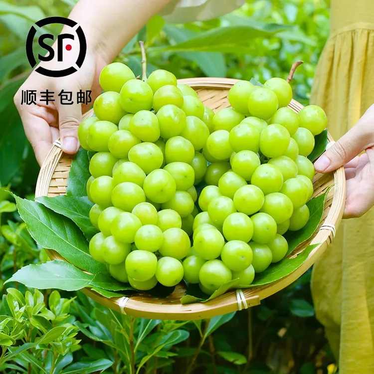  【西昌阳光玫瑰】正宗四川普通当季新鲜水果产地直发顺丰3斤M
