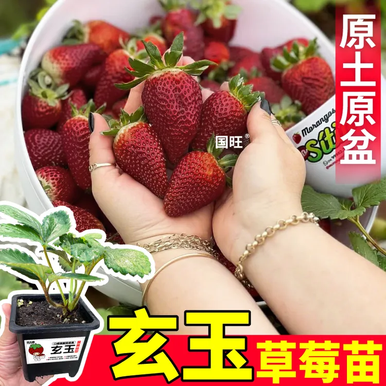 耐寒抗冻玄玉草莓秧苗带土盆奶油红颜真红美玲天使ae大果当年结果