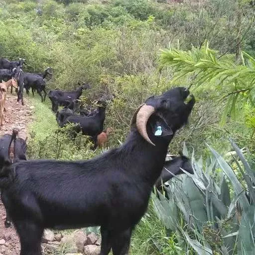 广西散养小耳朵羊新鲜羊肉现杀现卖