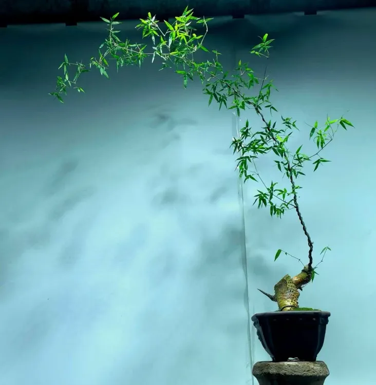 小叶簕竹室内茶台摆放意境优美