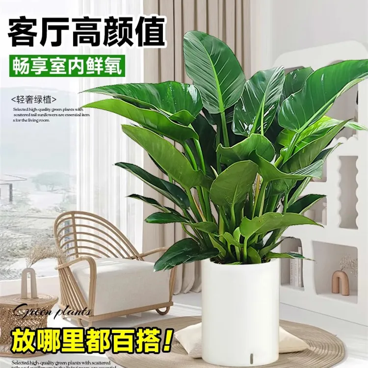 大叶金钻盆栽绿公主植物室内客厅大型绿植办公室懒人好养植物