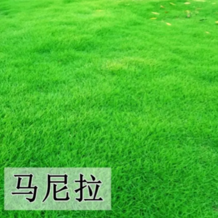 草坪草地带土真草庭院别墅绿化马尼拉草皮带土发货草坪草皮绿植