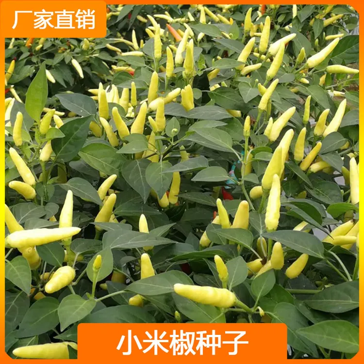 小米辣椒种子泡椒种子四季阳台辣椒种子
