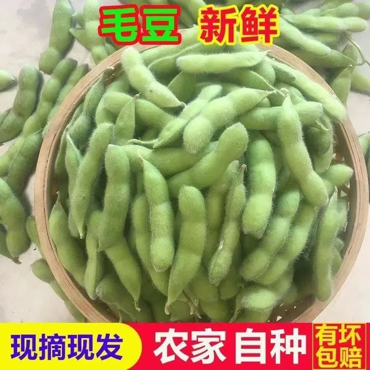 湖北毛豆新鲜带壳时令当季新鲜翠绿宝毛豆带壳带毛豆荚现摘现发