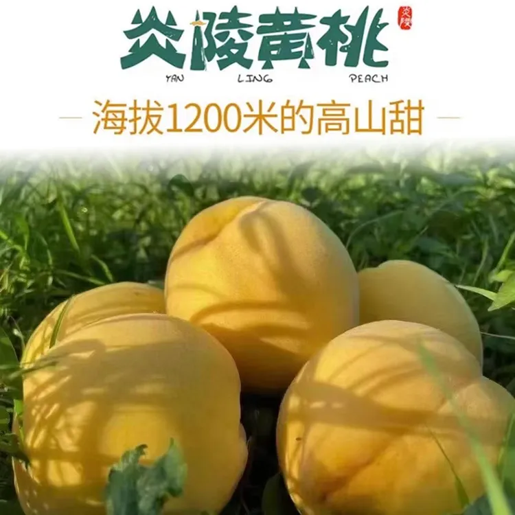 正宗炎陵黄桃新鲜应季水果锦绣高山黄桃香甜多汁现摘现发礼盒送礼