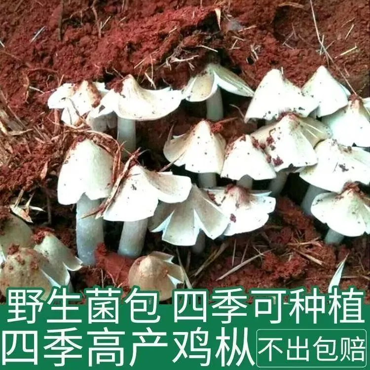 鸡枞菌优质蘑菇菌包不出包赔三塔菇伞把菇鸡肉菌室内室外庭院野外