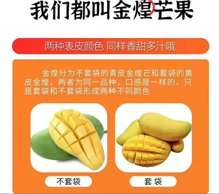 百色套袋金煌芒，Q爽丝滑，无筋无丝 核薄如纸（青黄皮随机发货）
