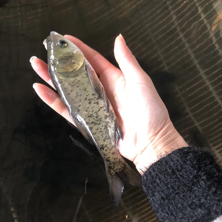 贵州发货淡水养殖花鲢鱼大头鱼鳙鱼雄鱼水族活体