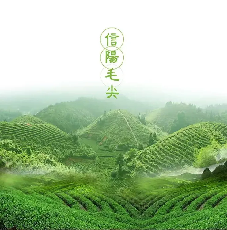 信阳毛尖明前新茶绿茶特级米头芽头鲜爽回甘浓香耐泡