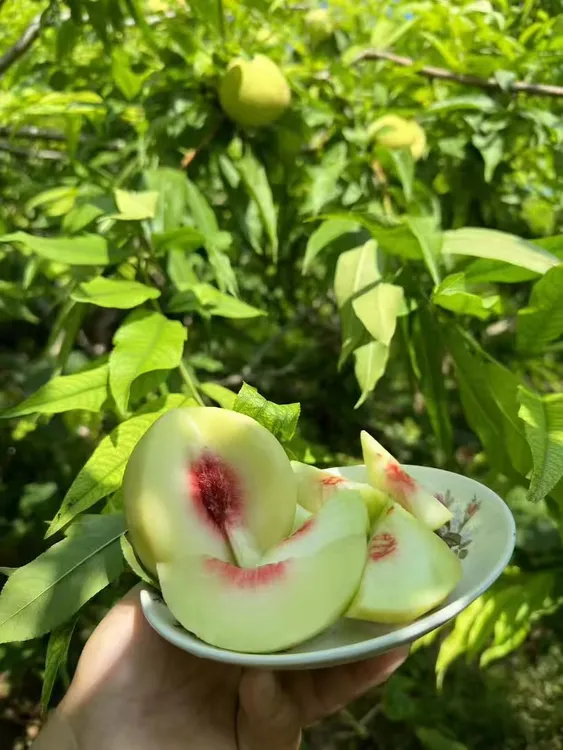 重庆万州高山八月脆蜜桃红心白肉脆甜多汁脆桃红心白桃脆甜爽口