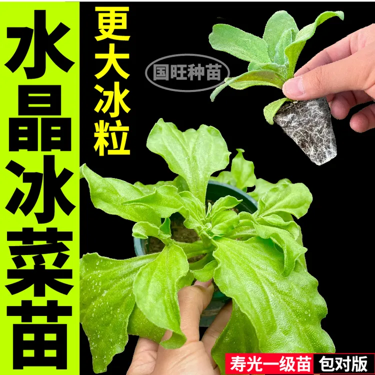 山东寿光水晶冰草苗秧含天然植物盐大叶水晶冰菜种子更大冰粒盆栽