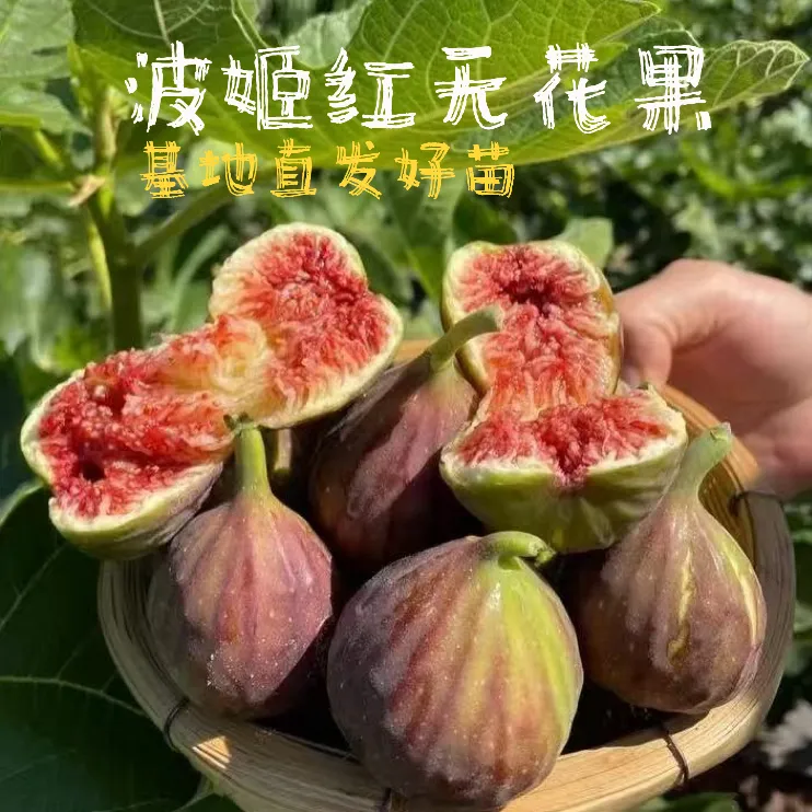 顺意苗木波姬红无花果树苗庭院阳台南方北方盆栽地栽种植