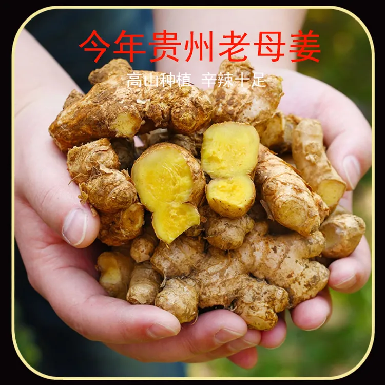 【2年老姜】贵州高山老品种老姜老母姜小黄姜姜种食用种植可泡脚