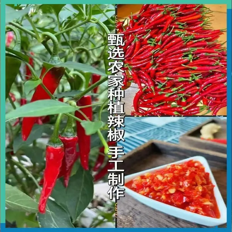农副产品农家自制传统手工糟辣椒正宗蒜蓉剁椒酸辣椒酱下饭神器