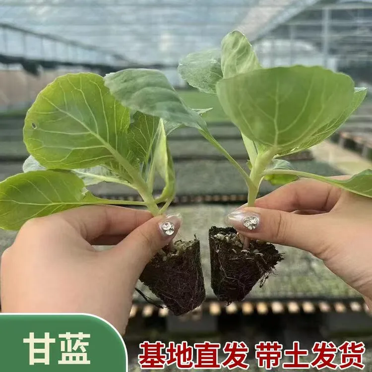 绿甘蓝苗圆包菜平台包菜秋冬耐寒蔬菜苗大田阳台庭院种植蔬菜种苗