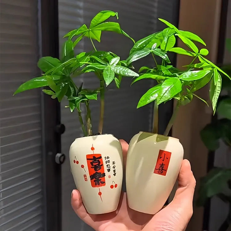 发财树小盆栽室内绿植办公室桌面新中式风好养活四季常青吸甲醛