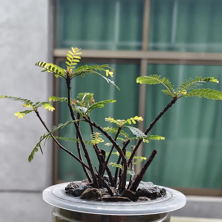 【刘军散打专属】海岛叶下珠适合室内水培、土培绿植水培植物