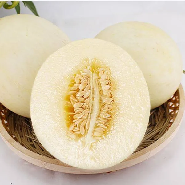 2025陕西阎良小籽甜瓜新鲜现摘原产地直发香甜美味