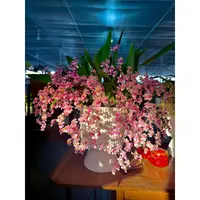 福利光宗粉梦香兰（1盆）精致爆花带香味   云南鲜花绿植