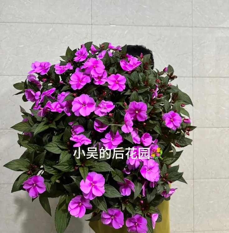 浅紫双色超级凤仙桑蓓斯，开花性极好，疯狂爆花，耐晒耐半阴，耐积水