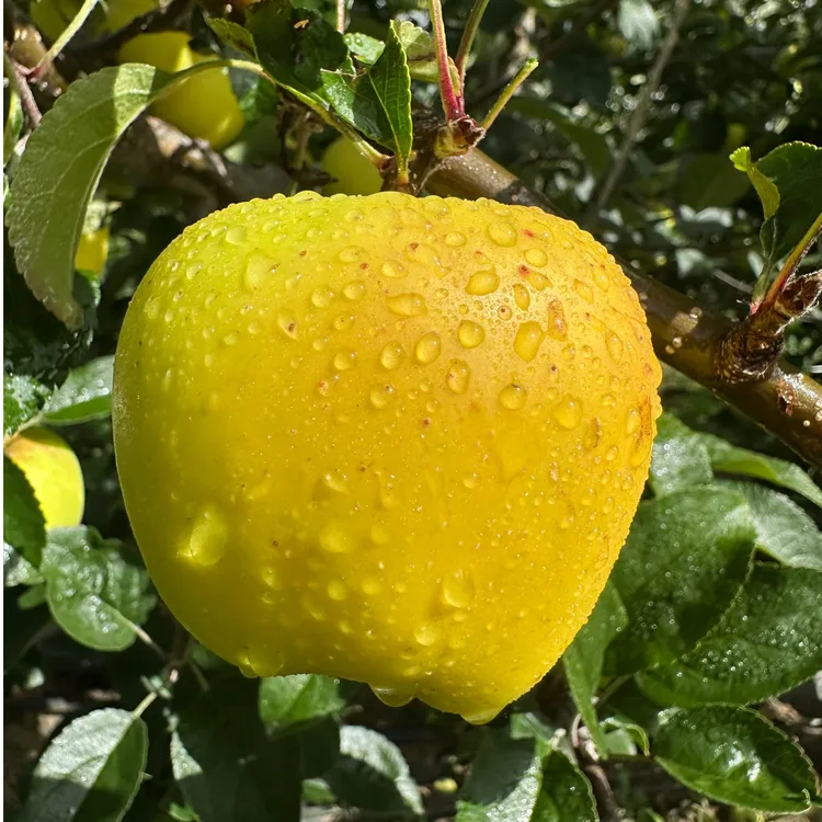 西藏黄金维纳斯苹果 雪域原生态种植 脆甜多汁 无农残