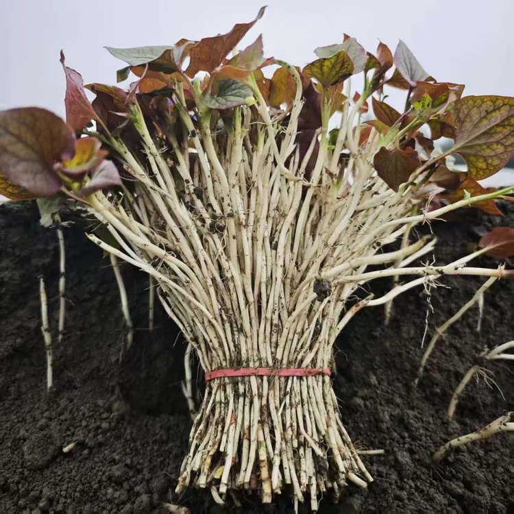 四川新鲜鱼腥草嫩芽现挖现发可凉拌食用折耳根界的王者