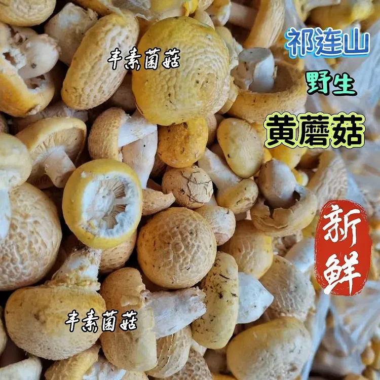 青海祁连山黄蘑菇新鲜蘑菇顺丰冷链包邮