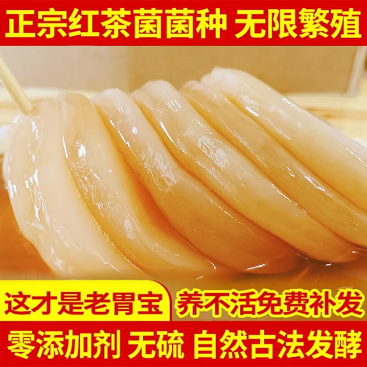 【视频同款】正宗老胃宝红茶菌农家康普茶醋蛾子海宝茶正品